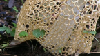 Stinkhorn Fungus