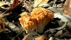 Coral Fungus