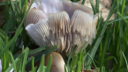 Fungus