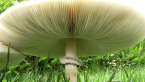 White Parasol