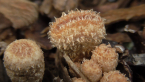 Dung-loving Bird's Nest