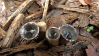 Dung-loving Bird's Nest