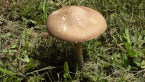 Unidentified Fungus