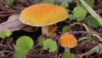 Golden Tufts