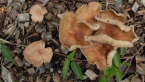 Fungi in wood mulch