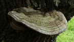 Plate Fungus