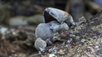 Wood Ear Fungus