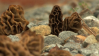 Morels