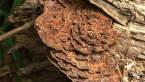Turkey Tail