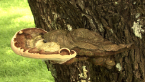 Southern Bracket Fungus