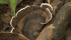 Turkey Tail
