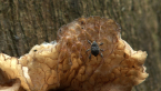 Jelly Fungus