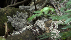 Fairy Inkap Fungi