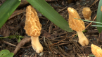 Yellow Morels