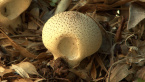 Common Puffball