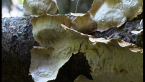 False Turkey-tail