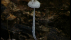 Pleated Inkcap