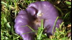 Lilac Blewit