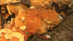 Fungi in Rainforest