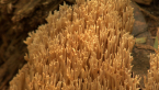 Upright Coral