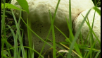 Calvatia sp