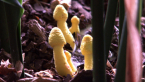 Flowerpot Parasol