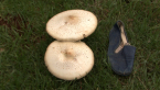False Parasol Mushroom