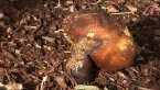 A Bolete