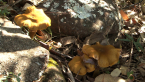 Honey Fungi