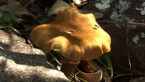 Honey Fungus