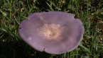 Lilac Blewit