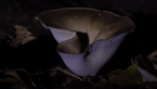 Mystery Fungus