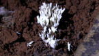 Coral Fungi