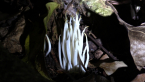 Clavarioid Fungi
