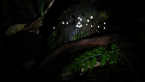 Unidentified Fungi