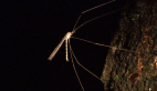 Crane Fly