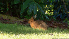 Brown Hare