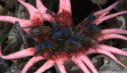 Anemone Stinkhorn
