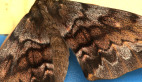 White-stemmed Gum Moth