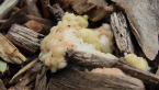 Slime Mould