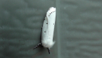 Xyloryctid Moth