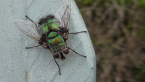 Tachinid Fly