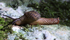 Black-spotted Semi-slug
