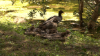 Australian Wood Duck Family