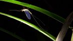 Mayfly