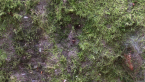 Harvestman