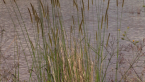 Lost Lagoon