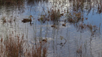 Pacific Black Duck &amp; Ducklings