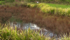 Lost Lagoon