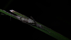 Stick-mimicking Katydid